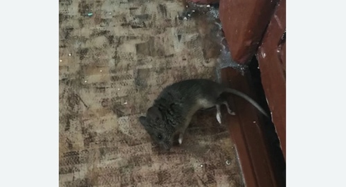 Дезинфекция от мышей в Кунгуре